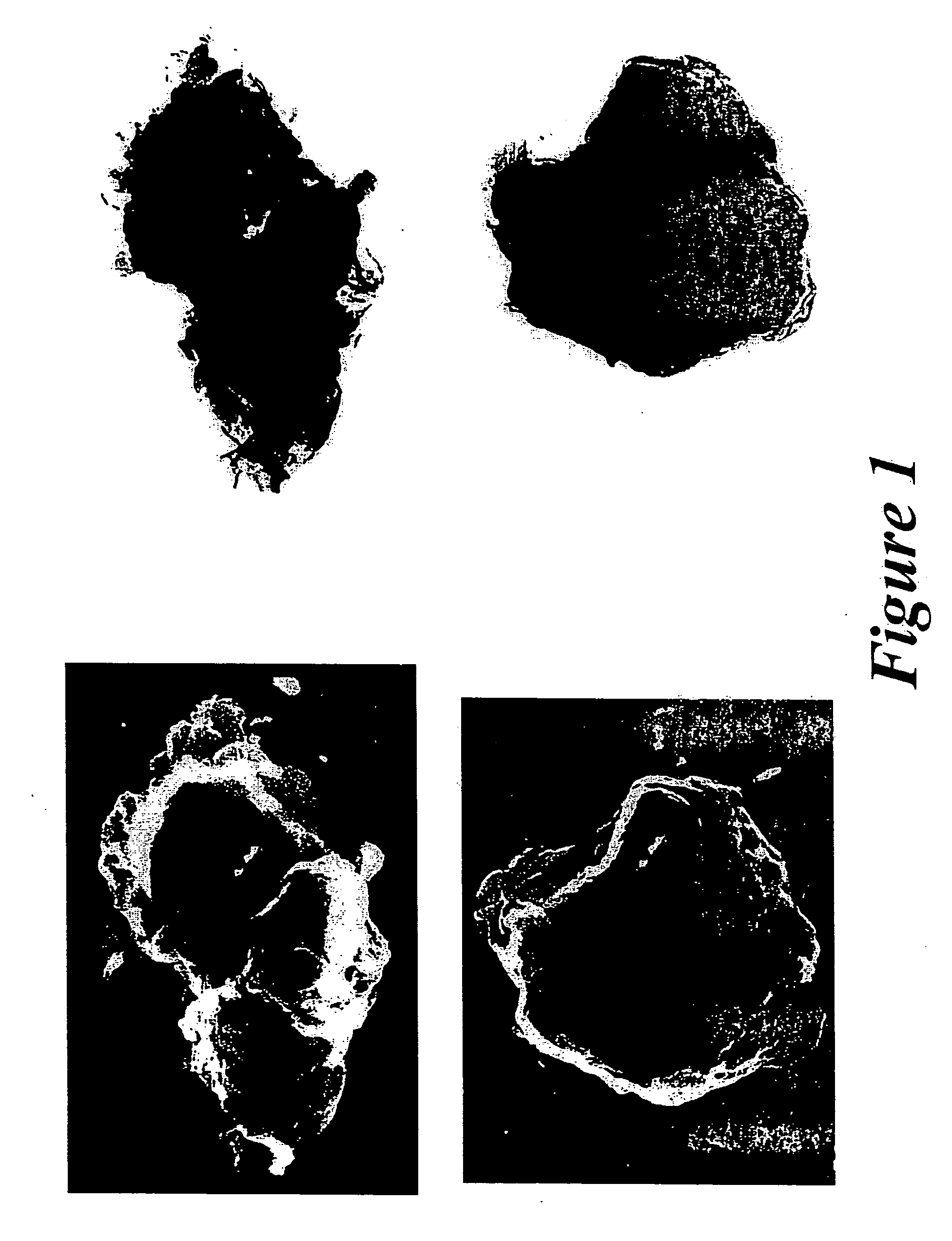 Novel hydrotalcites, syntheses, and uses