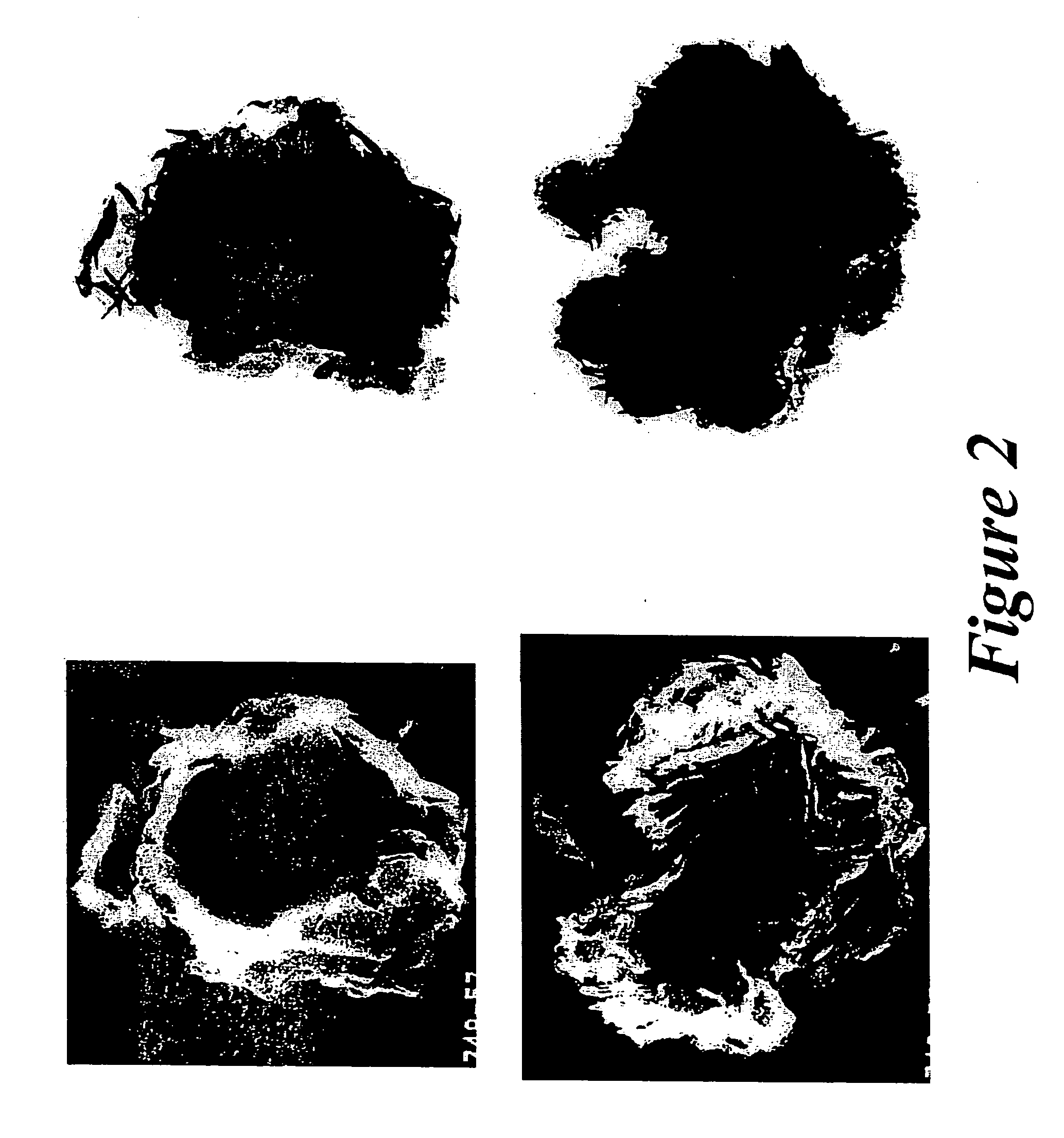 Novel hydrotalcites, syntheses, and uses