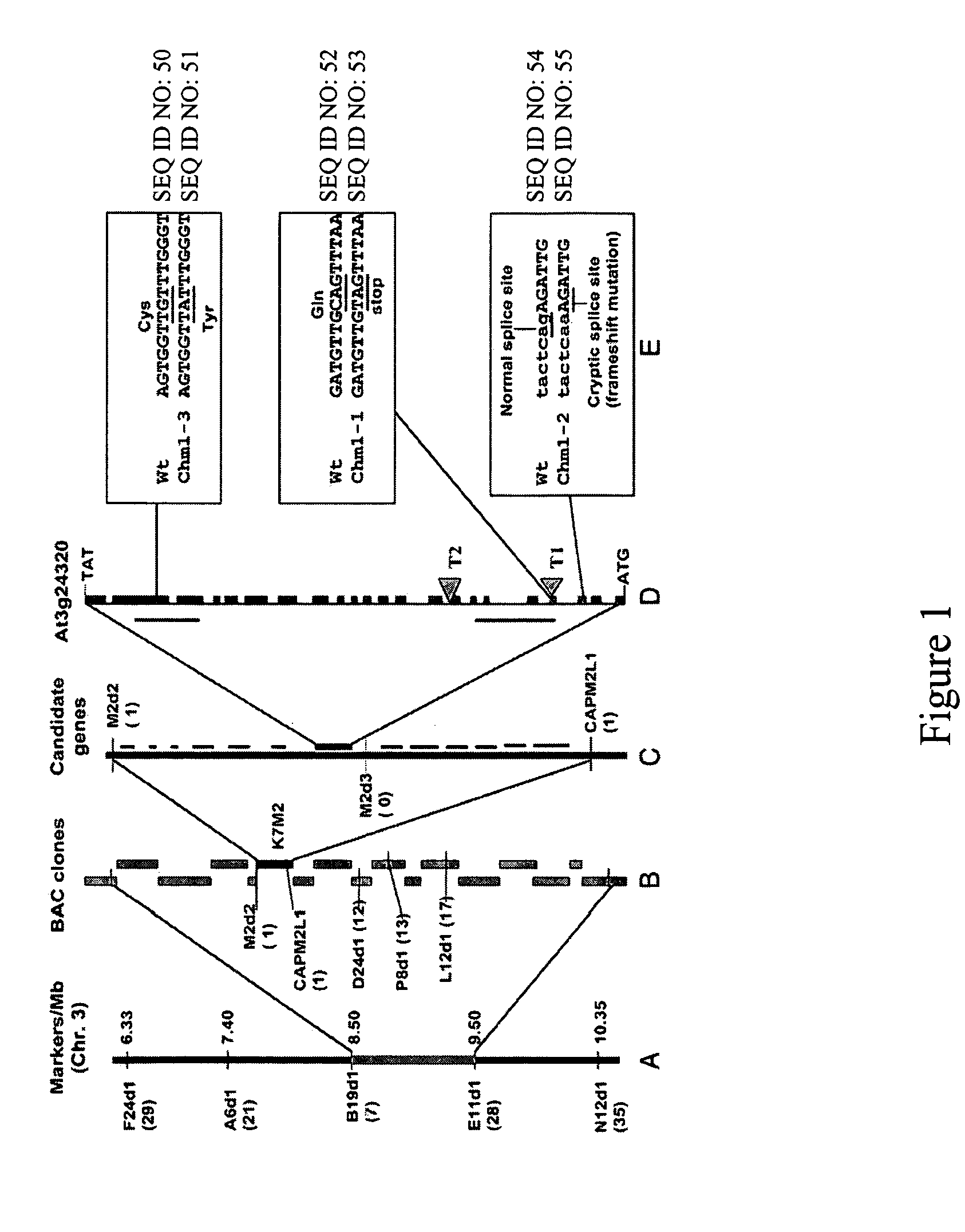 Implementation of a mitochondrial mutator