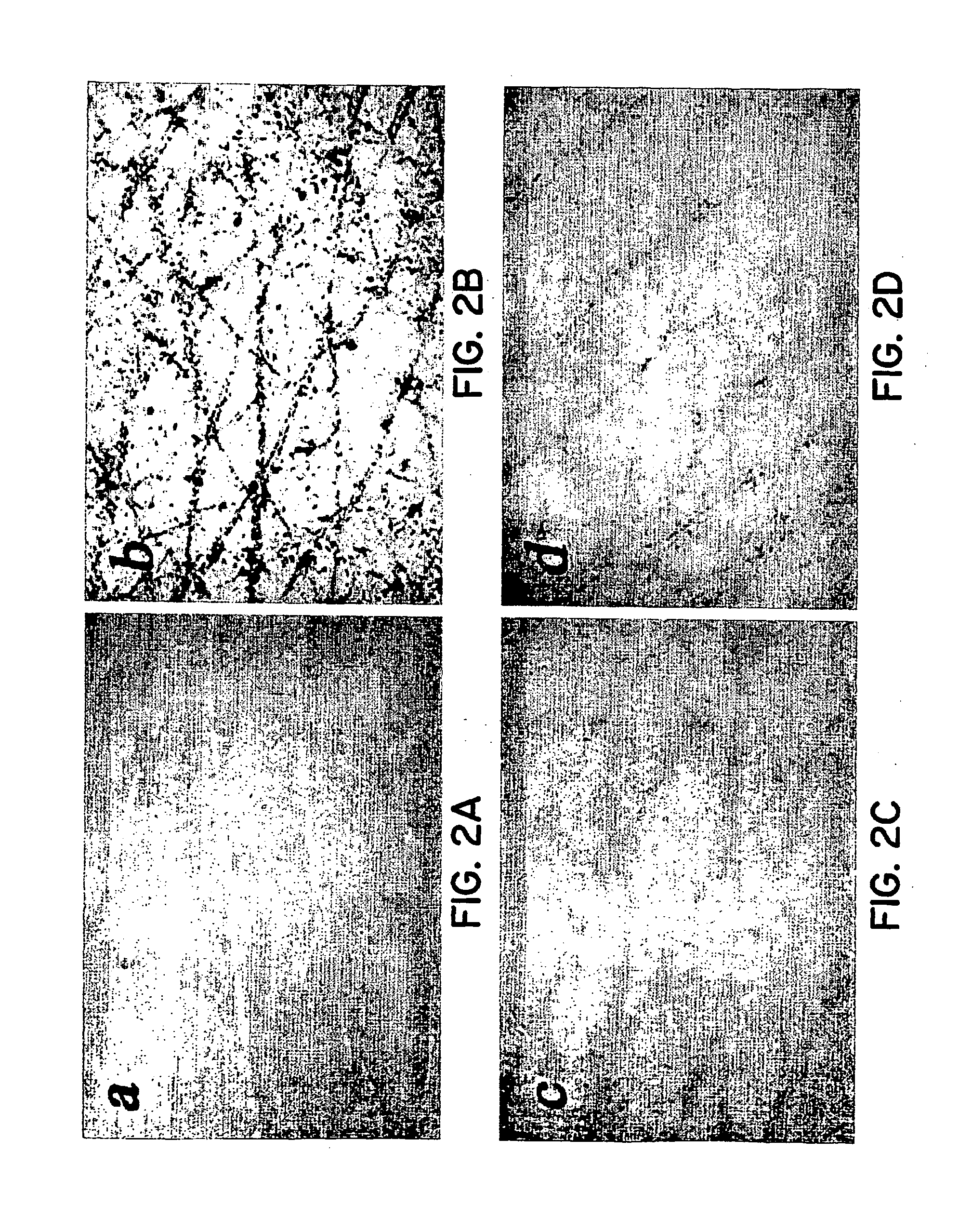 Simulated vernix compositions for skin cleansing and other applications