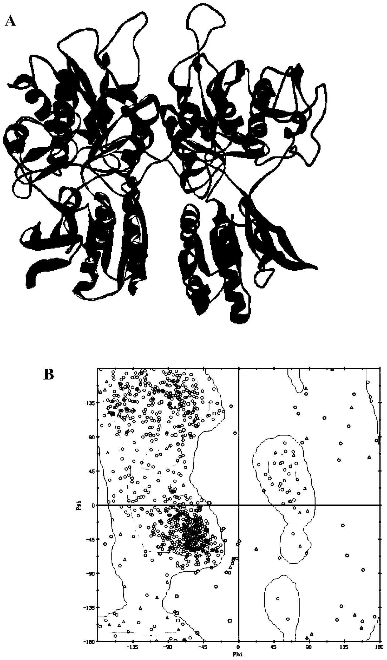 Clam umami peptide and preparation method and application thereof