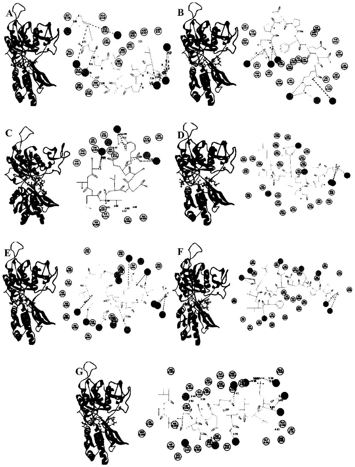 Clam umami peptide and preparation method and application thereof