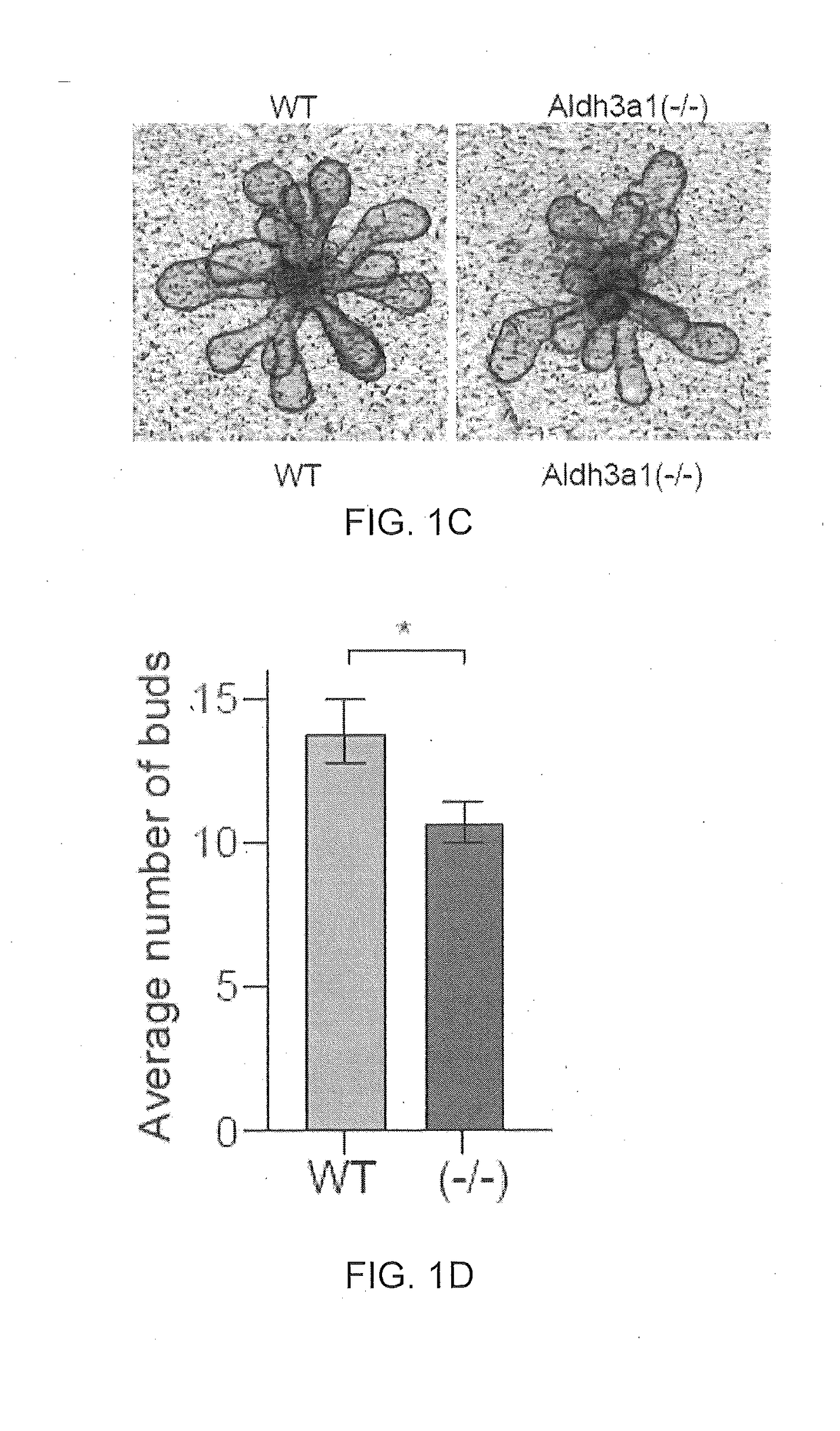 Monoterpene activators of aldehyde dehydrogenase 3a1 and methods of use thereof