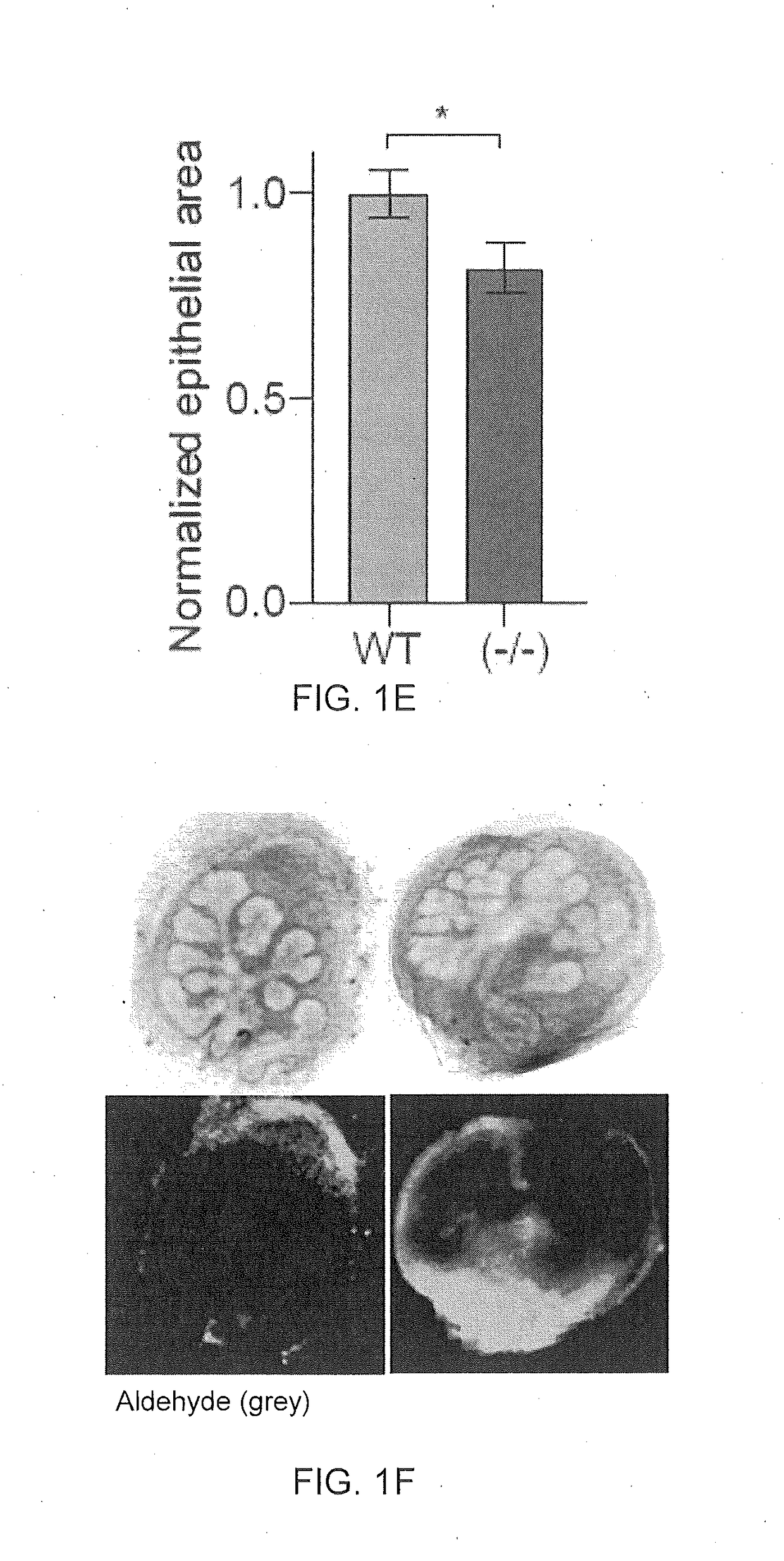 Monoterpene activators of aldehyde dehydrogenase 3a1 and methods of use thereof