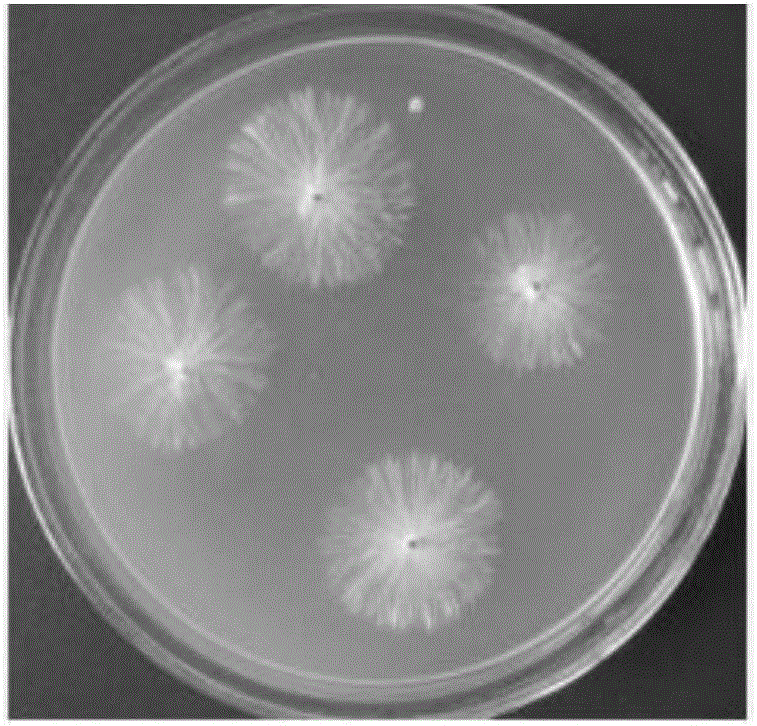 Method for fast separating, identifying and storing sweet potato sclerotium rolfsii