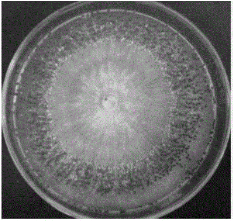 Method for fast separating, identifying and storing sweet potato sclerotium rolfsii