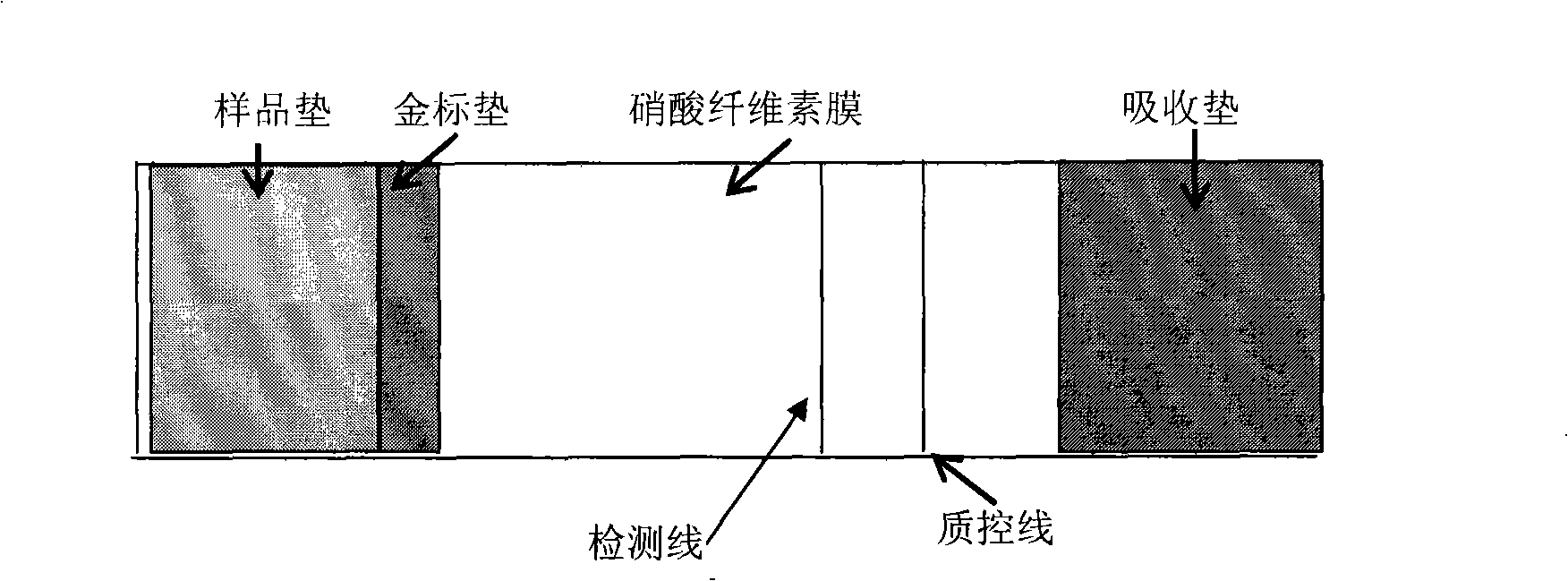 Brucella antibody immune colloidal gold detection test paper strip and preparing method thereof