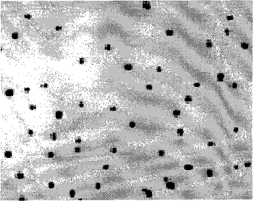 Brucella antibody immune colloidal gold detection test paper strip and preparing method thereof