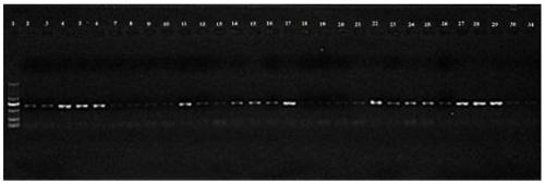 Molecular marker BanII-1 related to muskmelon powdery mildew resistance and application thereof