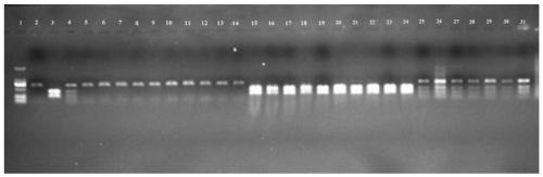 Molecular marker BanII-1 related to muskmelon powdery mildew resistance and application thereof