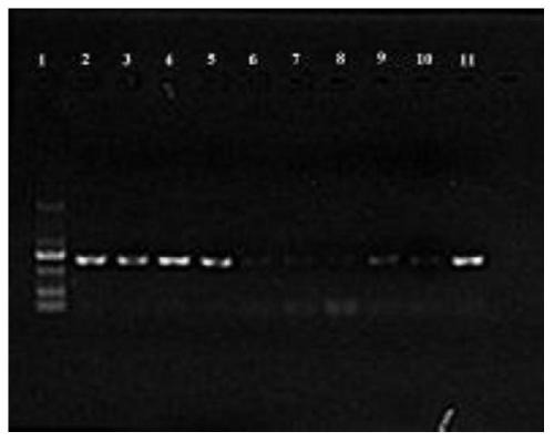 Molecular marker BanII-1 related to muskmelon powdery mildew resistance and application thereof