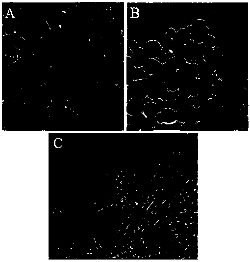 Method for preparing cerium dioxide having different morphologies through hydrothermal technology