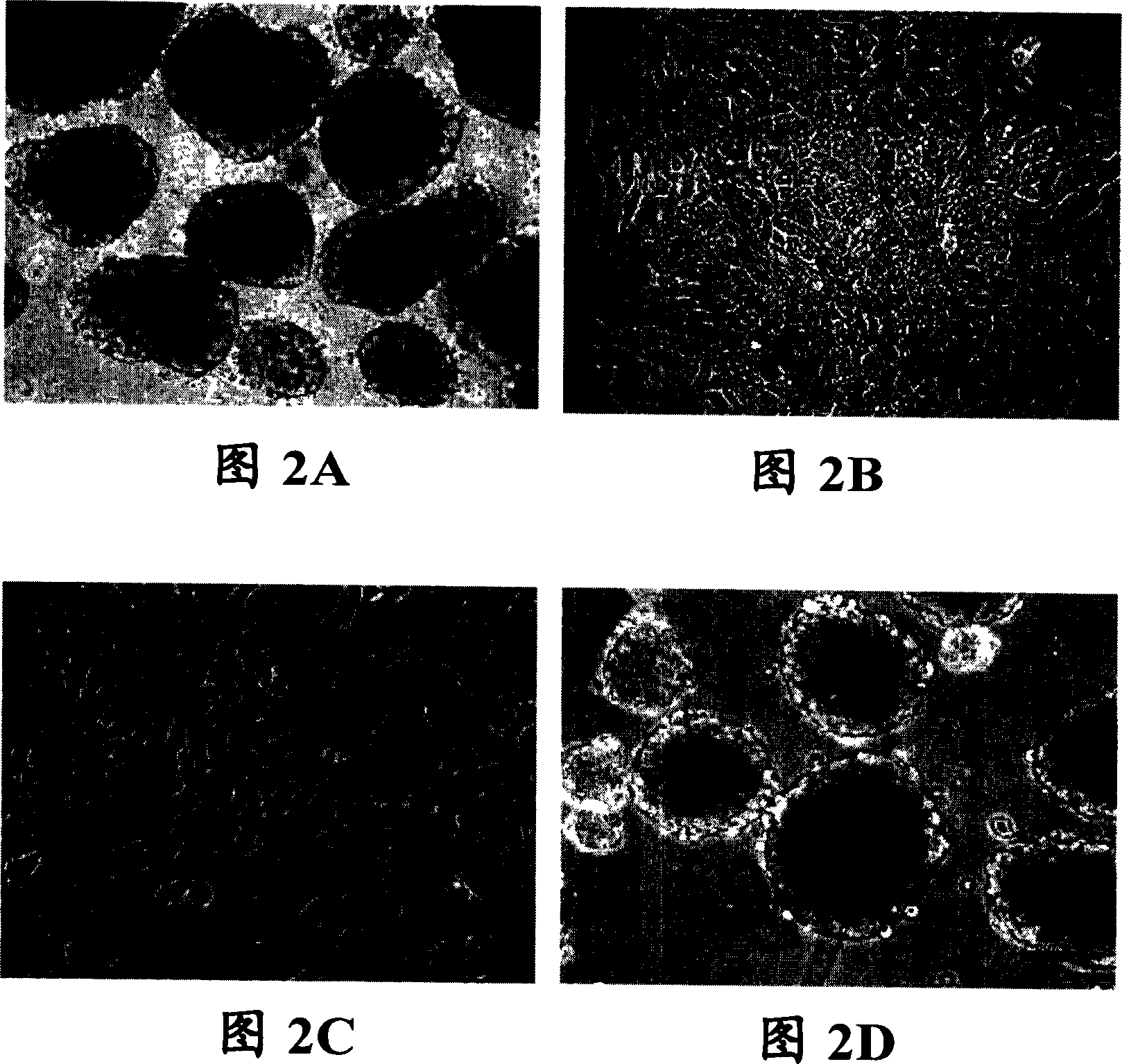 Cultured pancreatic cell, its culturing method and use