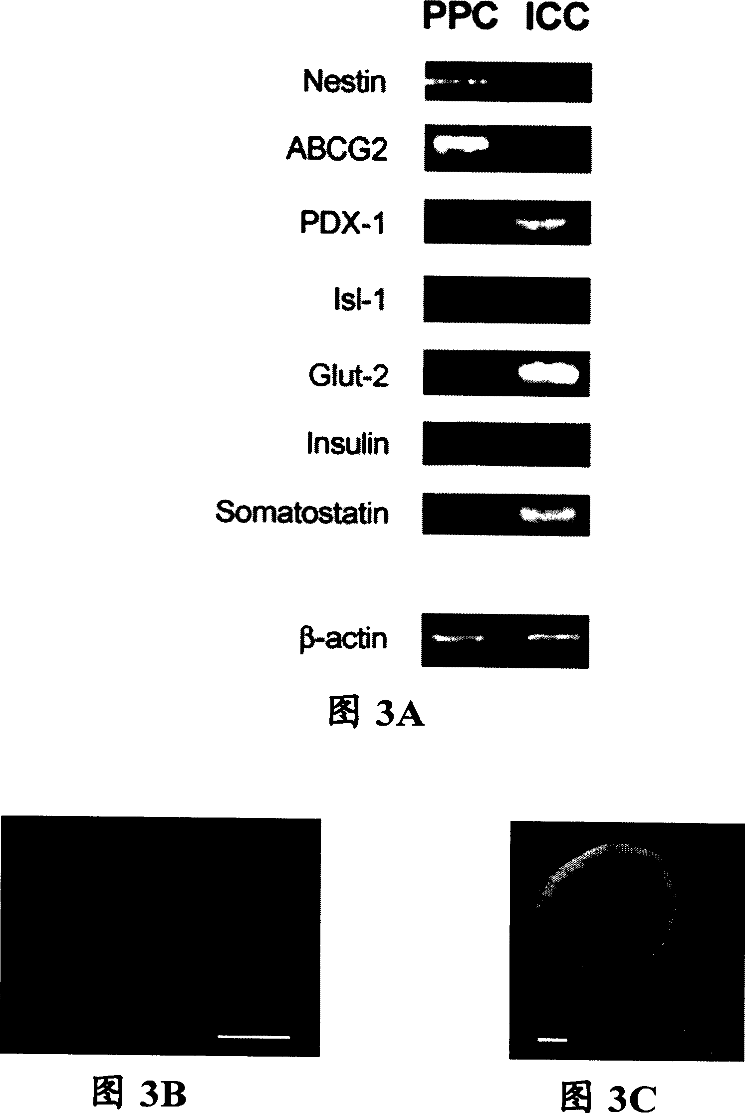 Cultured pancreatic cell, its culturing method and use