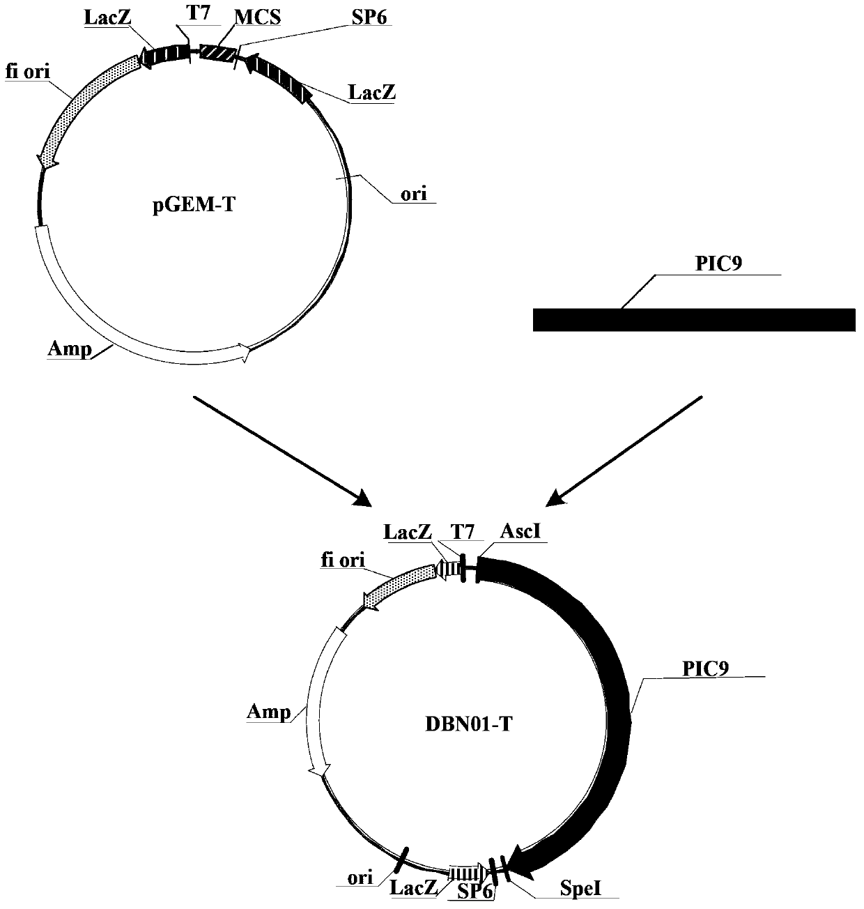 Insecticidal protein, and coding gene and purposes thereof