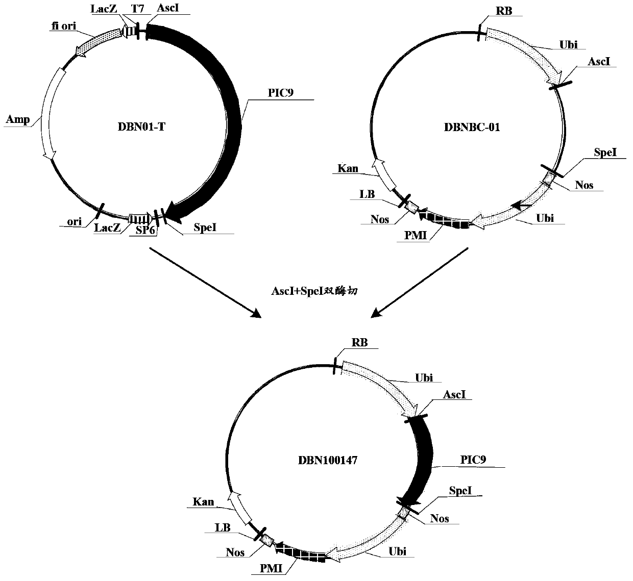 Insecticidal protein, and coding gene and purposes thereof