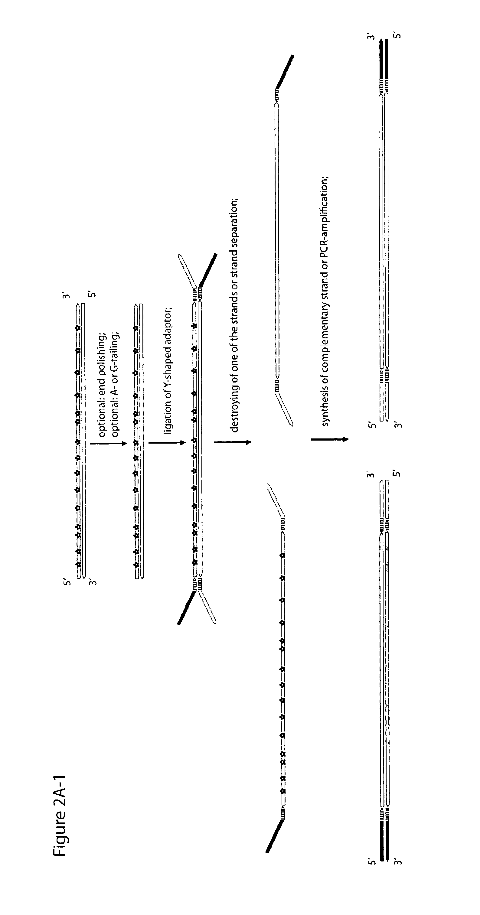 Method for differentiation of polynucleotide strands