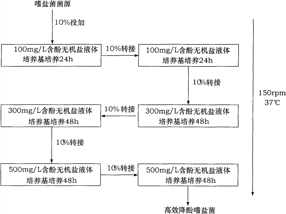 Preparation of efficient phenol-degrading halophilic bacteria and application thereof