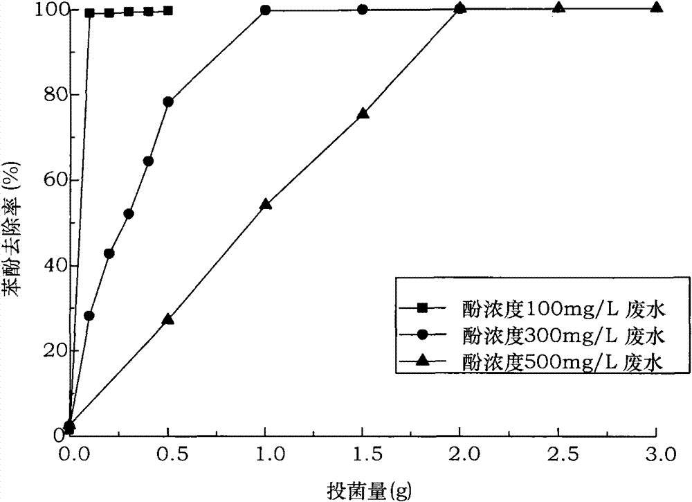 Preparation of efficient phenol-degrading halophilic bacteria and application thereof