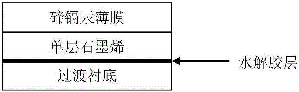 A kind of preparation method of transferable mercury cadmium telluride thin film