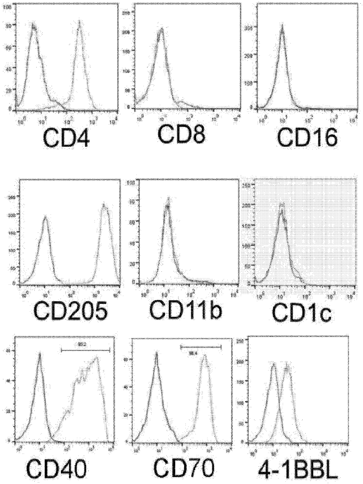 Methods for generating engineered human primary blood dendritic cell lines