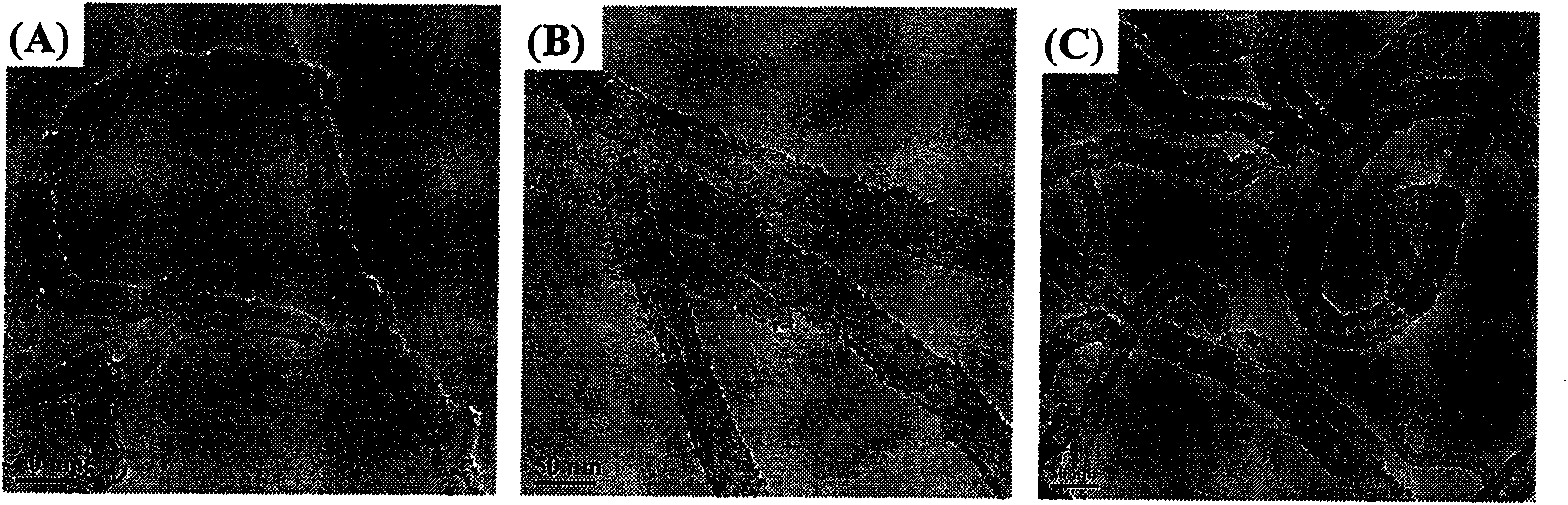 Pt nano particle-carbon nano tube composite material, preparation method and application thereof