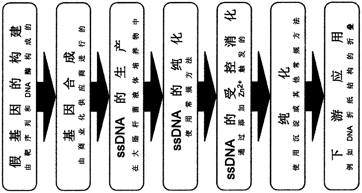 Scalable biotechnological production of DNA single strand molecules of defined sequence and length