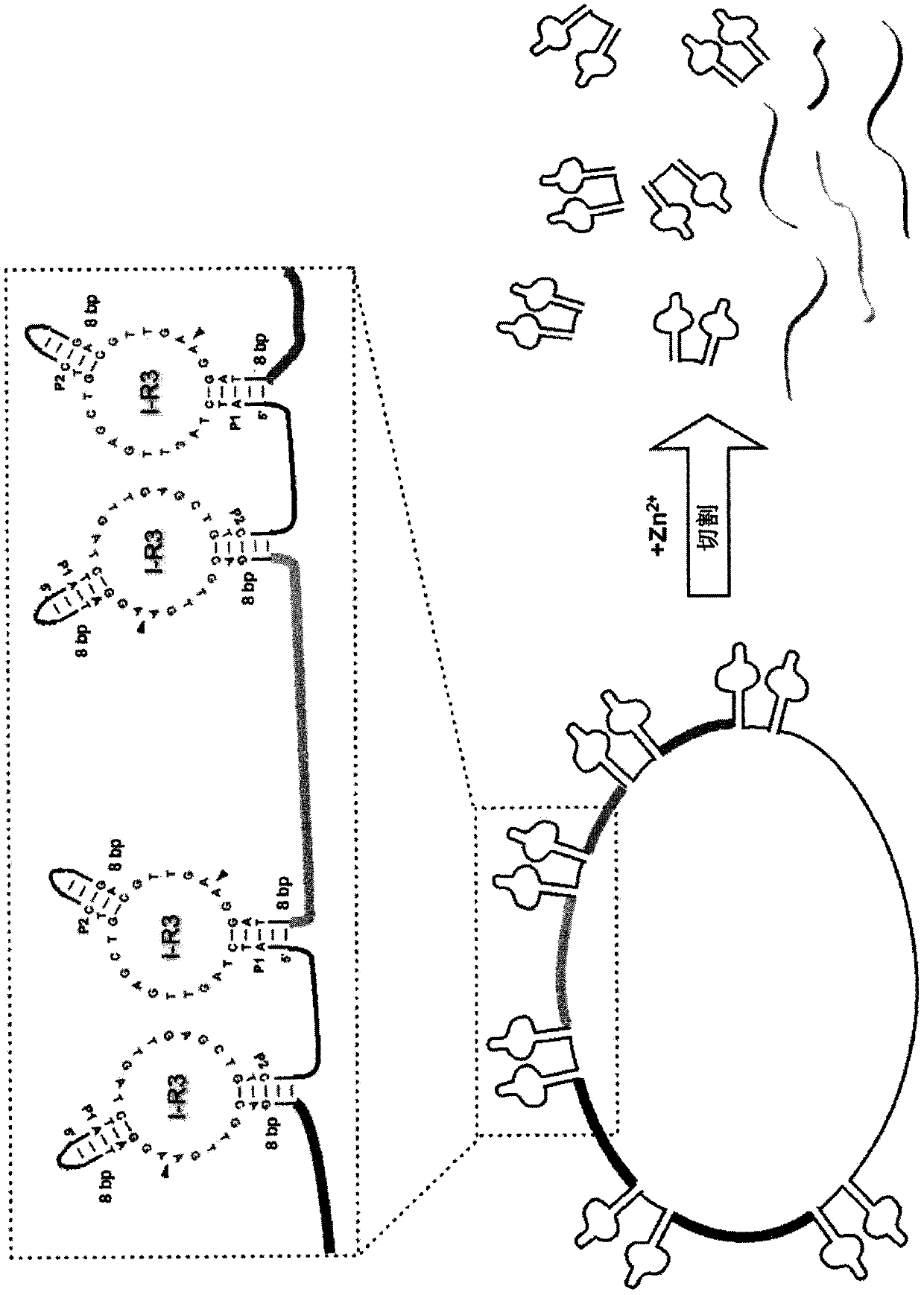 Scalable biotechnological production of DNA single strand molecules of defined sequence and length