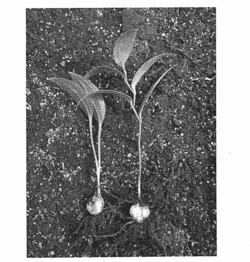 Culture method of oriental lily test tube bulbs