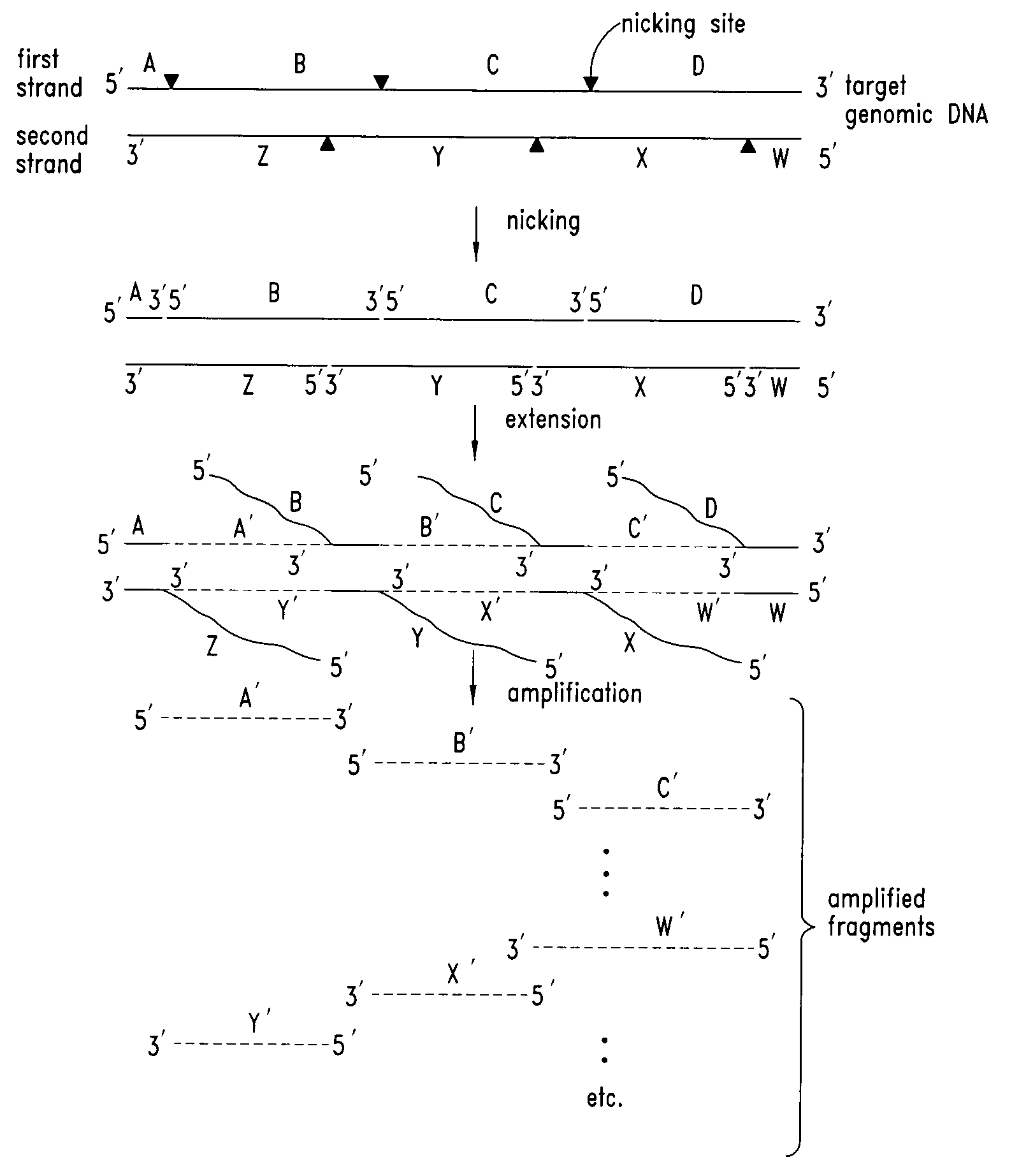 Nucleic acid amplification using nicking agents