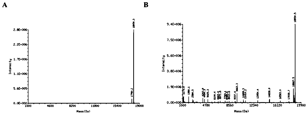 Phosphorothioate modified nucleic acid aptamer medicine conjugate as well as a preparation method and application thereof