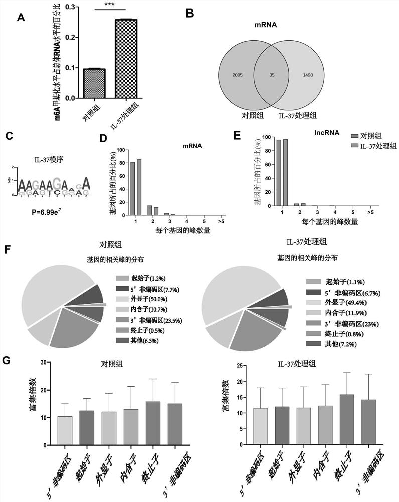 Application of interleukin 37 and its effect on RNA m6A methylation in lung cancer cells