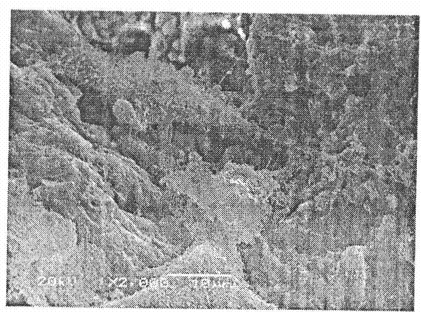 Bracket material of bone tissue engineering of self-promoting vascularizing strontium-doped calcium polyphosphate and preparation method