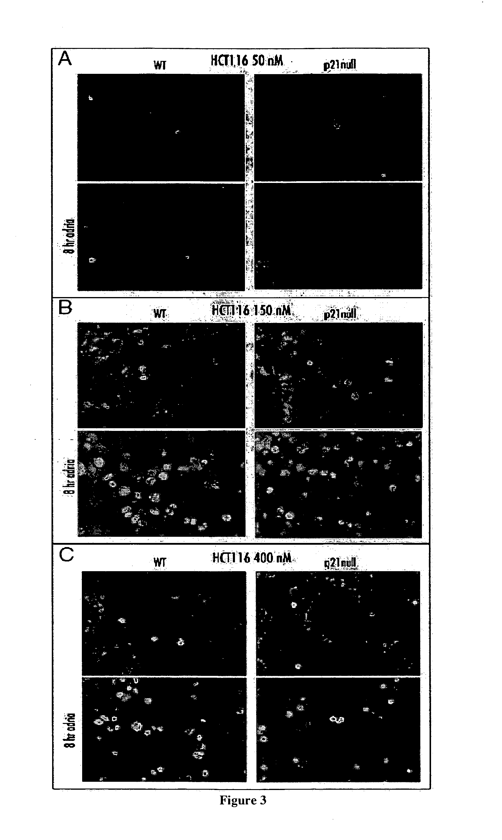 Molecular beacons, methods and kits for detecting DNA damage response