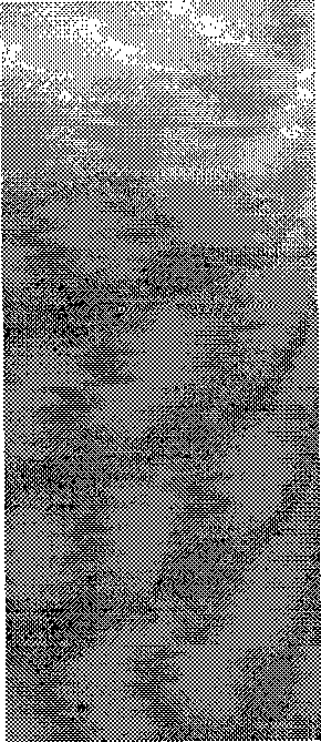 Figwort root dispensing granule as well as preparation method and quality control method thereof