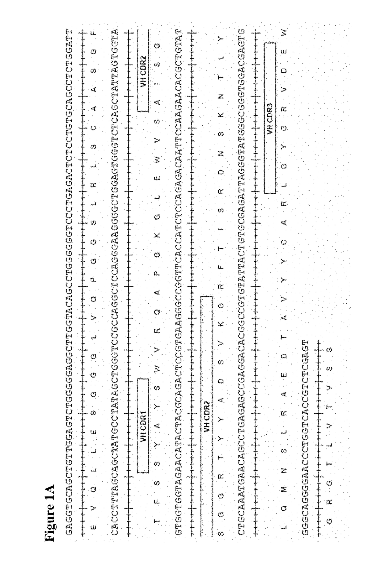 Therapeutic combinations comprising Anti-cd73 antibodies and uses thereof