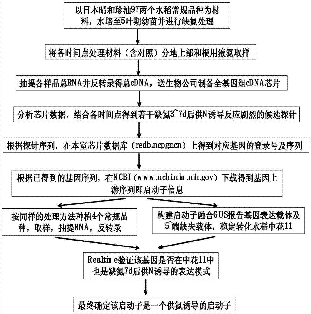 Promoter Y8A for specific induced expression by recovering nitrogen supply after nitrogen deficiency of rice and application thereof