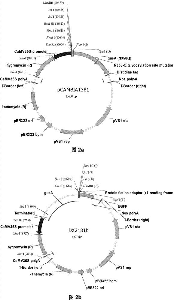 Promoter Y8A for specific induced expression by recovering nitrogen supply after nitrogen deficiency of rice and application thereof