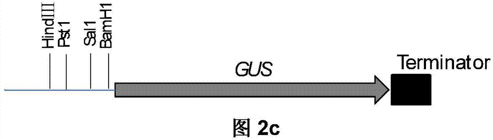 Promoter Y8A for specific induced expression by recovering nitrogen supply after nitrogen deficiency of rice and application thereof