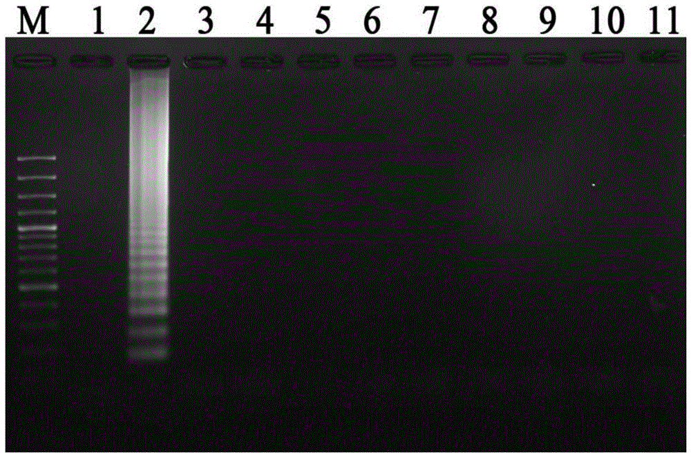 Primers and probes and applications of primers and probes for visual detection of Streptococcus iniae LAMP-LFD