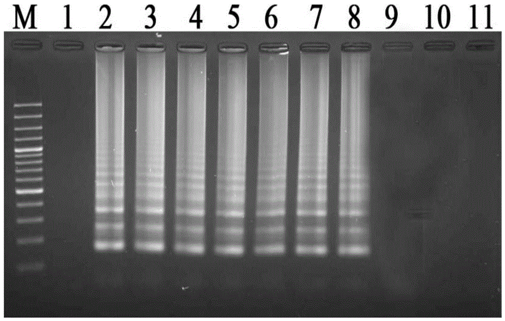 Primers and probes and applications of primers and probes for visual detection of Streptococcus iniae LAMP-LFD