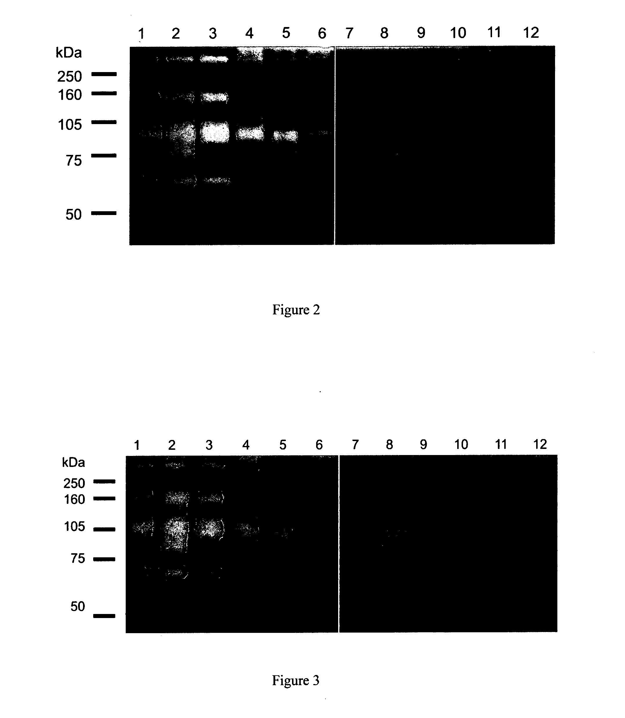 Wound repair composition and method