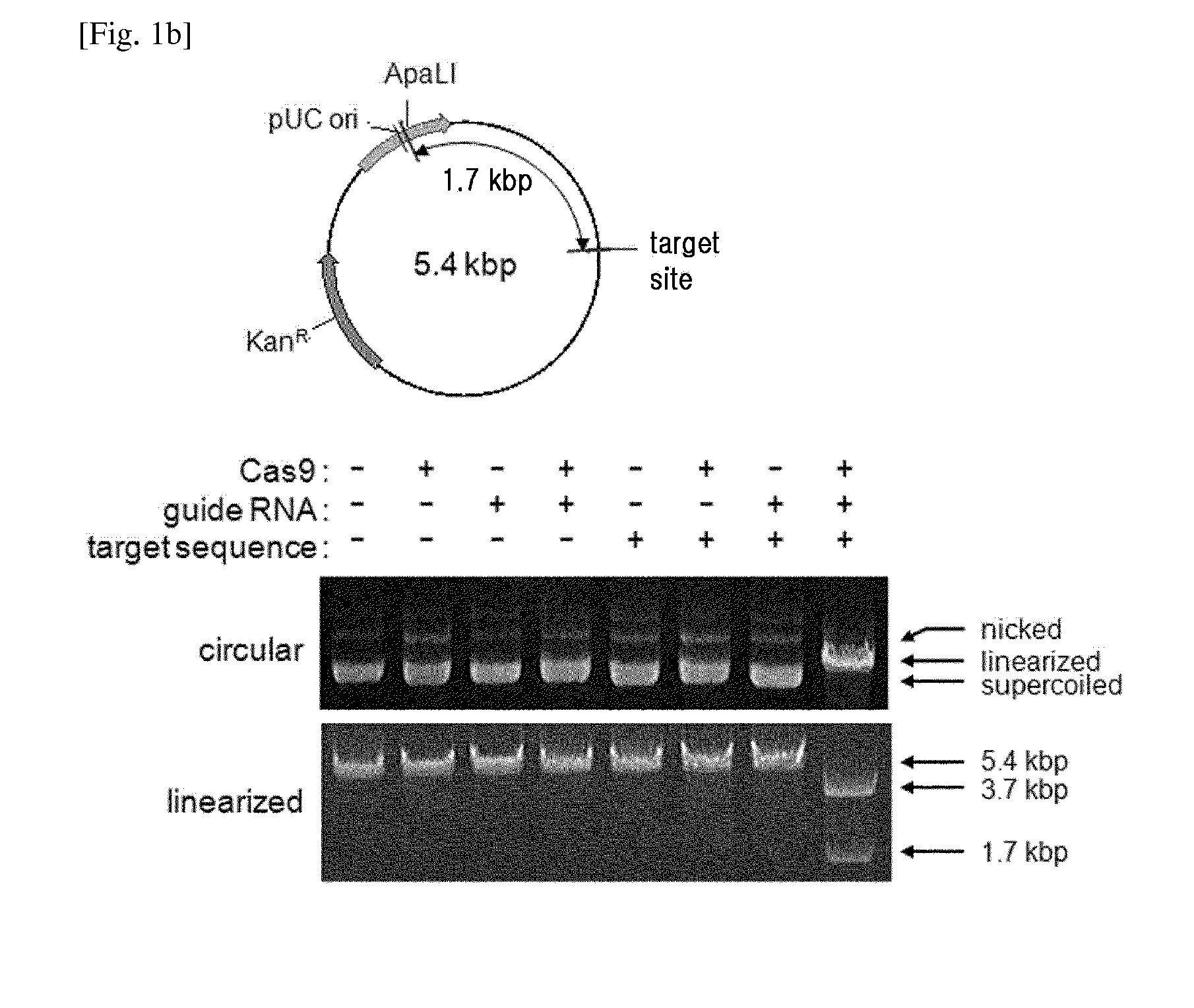 Composition for cleaving a target DNA comprising a guide RNA specific for the target DNA and cas protein-encoding nucleic acid or cas protein, and use thereof