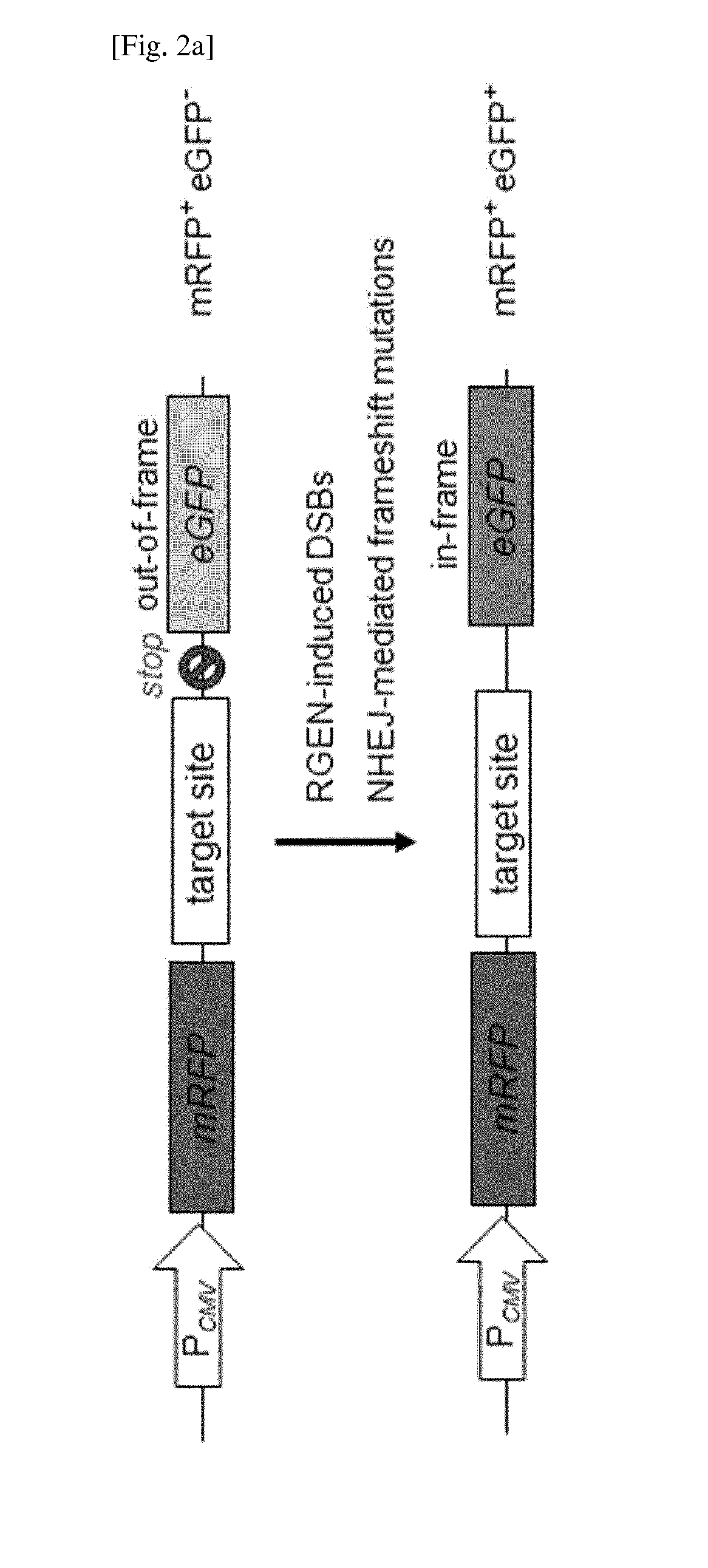 Composition for cleaving a target DNA comprising a guide RNA specific for the target DNA and cas protein-encoding nucleic acid or cas protein, and use thereof