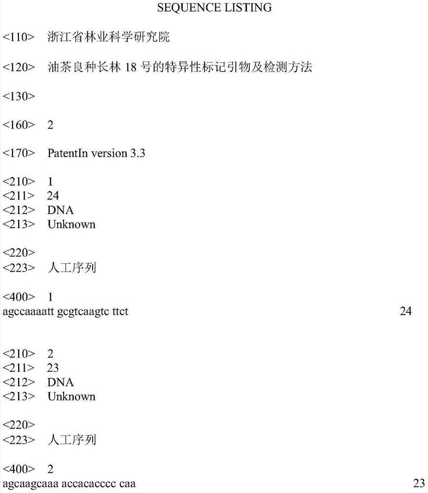 Specific marker primers and detection method of Camellia oleifera Variety Changlin 18