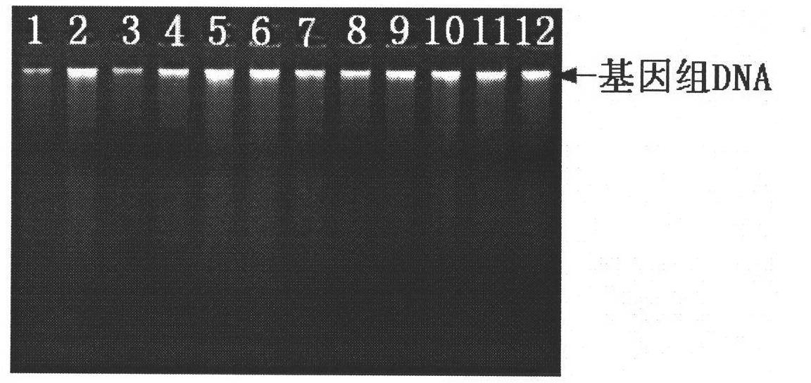 SCAR (Sequence-characterized Amplified Regions) primers and method for identifying tobacco varieties