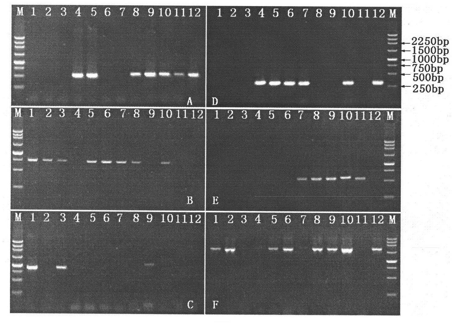 SCAR (Sequence-characterized Amplified Regions) primers and method for identifying tobacco varieties