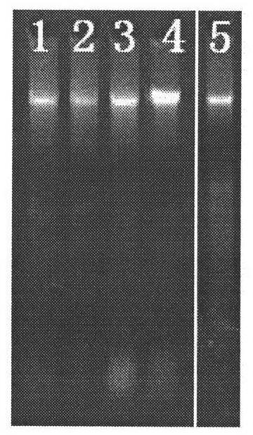 SCAR (Sequence-characterized Amplified Regions) primers and method for identifying tobacco varieties