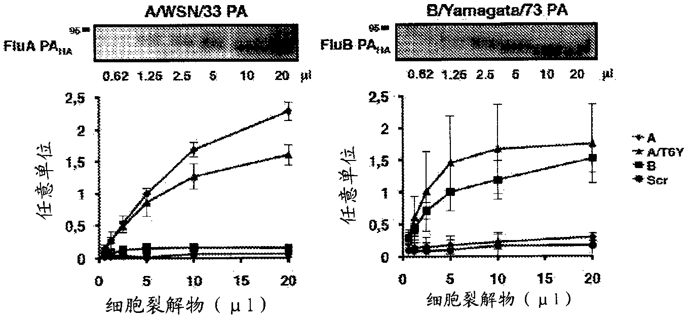 Influenza a and b virus replication-inhibiting peptides