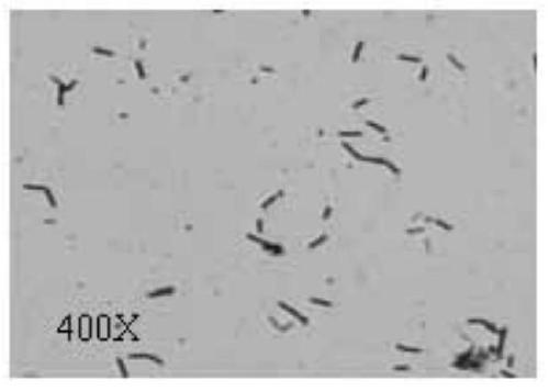 A low-temperature biocontrol strain and its application